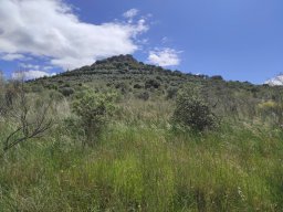 Flora del Cerro Masatrigo